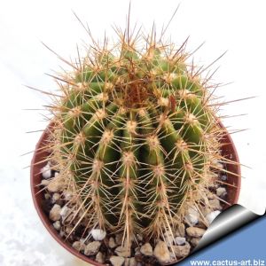 Echinopsis hybrid giallo +++ / yellow