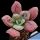 Echeveria gibbiflora f. carunculata