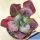 Echeveria gibbiflora f. carunculata