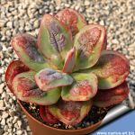 Echeveria gibbiflora f. carunculata