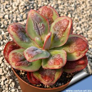 Echeveria gibbiflora f. carunculata