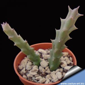 Stapelia variegata hybrid "grande" (Big form)