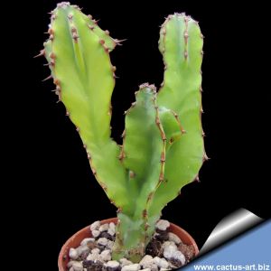 Euphorbia cactus f. mostruosa