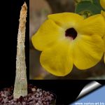 Uncarina grandidieri (Madagascar)