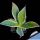 Agave mitis 'Multicolor' (marginata variegata)
