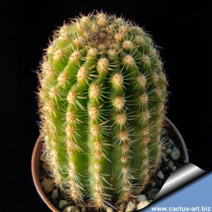 Echinopsis hybrid arancio centro giallo ++ / orange with yellow throat