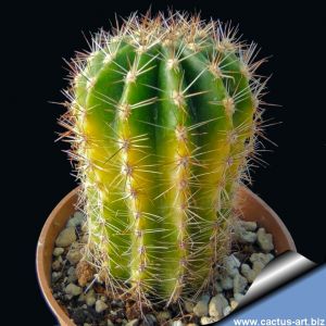 Echinopsis hybrid arancio + / orange