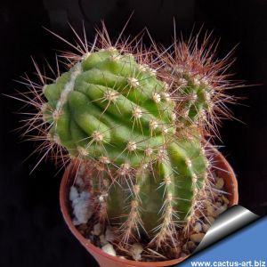 Echinopsis hybrid viola ++ / purple