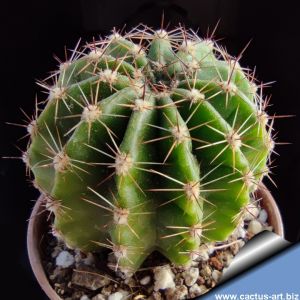 Echinopsis hybrid arancio ++ / orange