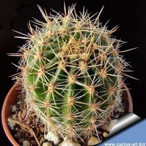 Echinopsis hybrid viola sfumato arancio+++ / purple gradient orange