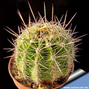 Echinopsis hybrid lilla-sfumato ++ / shaded lilac