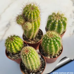 Trichocereus hybrid (mixed flower colours from seeds)