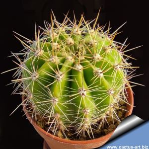 Echinopsis hybrid viola rosso fluo ++ / purple red fluo