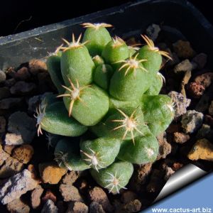 Coryphantha macromeris v. runyonii f. inermis (Lepidocoryphantha macromeris "inermis")