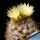 Turbinicarpus krainzianus v. minimus