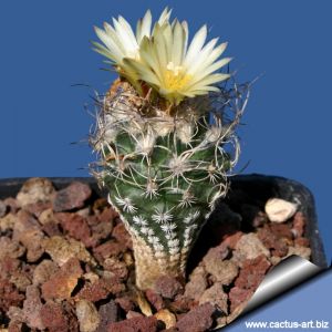 Turbinicarpus krainzianus v. minimus