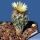 Turbinicarpus krainzianus v. minimus