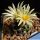 Turbinicarpus krainzianus v. minimus