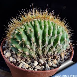 Pachycereus pringlei forma cristata