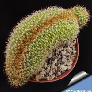 Trichocereus sp. forma cristata