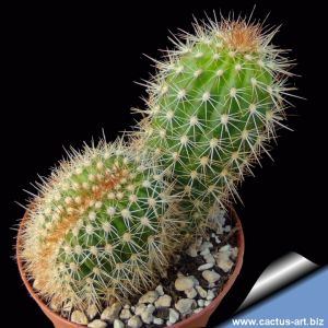 Trichocereus sp. forma cristata