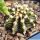 Gymnocalycium friedrichii v. angustostriatum LB2178 Aqua Dulce Alto Paraguay-Chaco, Paraguay