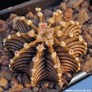 Gymnocalycium friedrichii v. angustostriatum LB2178 Aqua Dulce Alto Paraguay-Chaco, Paraguay