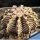 Gymnocalycium friedrichii v. angustostriatum LB2178 Aqua Dulce Alto Paraguay-Chaco, Paraguay