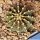 Gymnocalycium friedrichii v. angustostriatum LB2178 Aqua Dulce Alto Paraguay-Chaco, Paraguay