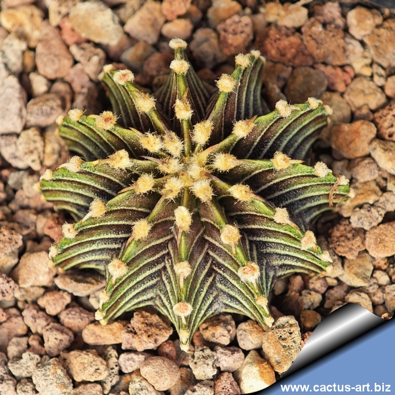 Gymnocalycium friedrichii v. angustostriatum LB2178 Aqua