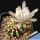 Gymnocalycium friedrichii v. angustostriatum LB2178 Aqua Dulce Alto Paraguay-Chaco, Paraguay