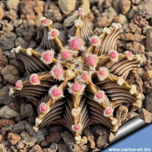 Gymnocalycium friedrichii v. angustostriatum LB2178 Aqua Dulce Alto Paraguay-Chaco, Paraguay