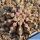 Gymnocalycium friedrichii v. angustostriatum LB2178 Aqua Dulce Alto Paraguay-Chaco, Paraguay