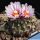 Turbinicarpus schmiedickeanus v. panarottoi VM157 Presa de Guadalupe, San Luis Potosi, Mexico