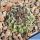 Turbinicarpus schmiedickeanus v. panarottoi VM157 Presa de Guadalupe, San Luis Potosi, Mexico