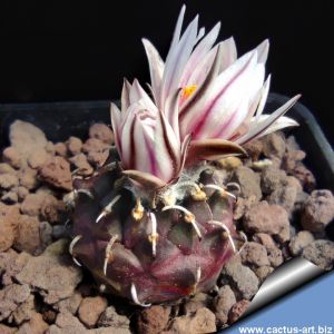 Turbinicarpus schmiedickeanus v. panarottoi VM157 Presa de Guadalupe, San Luis Potosi, Mexico