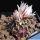 Turbinicarpus schmiedickeanus v. panarottoi VM157 Presa de Guadalupe, San Luis Potosi, Mexico