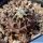 Turbinicarpus schmiedickeanus v. panarottoi VM157 Presa de Guadalupe, San Luis Potosi, Mexico