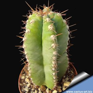 Cereus peruvianus fa.