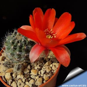 Rebutia kupperiana Humahuata, Argentina