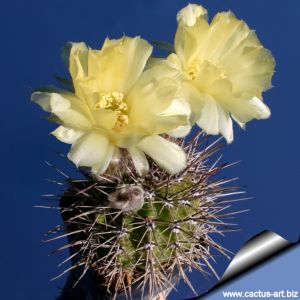 Lobivia aurea v. fallax