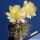 Lobivia aurea v. fallax