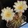 Lobivia aurea v. fallax