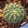 Notocactus calvescens (Wigginsia calvescens) STU15 Barra do Quarai, Rio Grande do Sul, Brazil