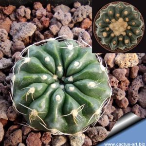 Notocactus calvescens (Wigginsia calvescens) STU15 Barra do Quarai, Rio Grande do Sul, Brazil