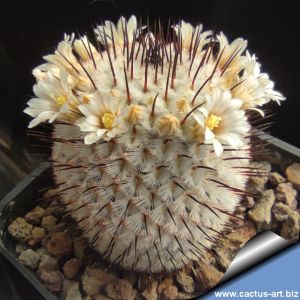 Mammillaria perezdelarosae ssp. andersoniana Villa Garcia, Zacatecas, Mexico