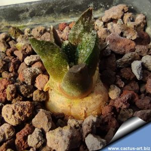 Ariocarpus fissuratus SB403 Crockett County, Texas, USA