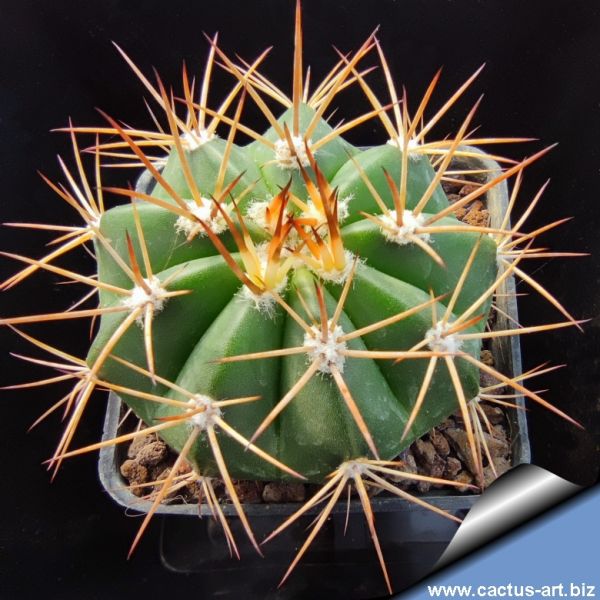 CACTUS ART NURSERY Catalogue index