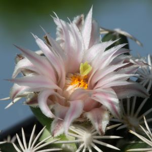 Escobaria abdita