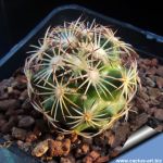 Coryphantha impexicoma